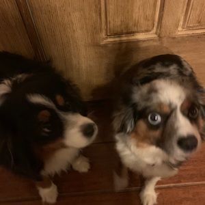 Meet your Posher, Julie